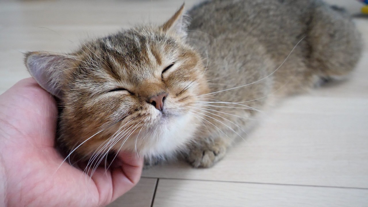 Cute mom cat who cuts in line just to get petted...