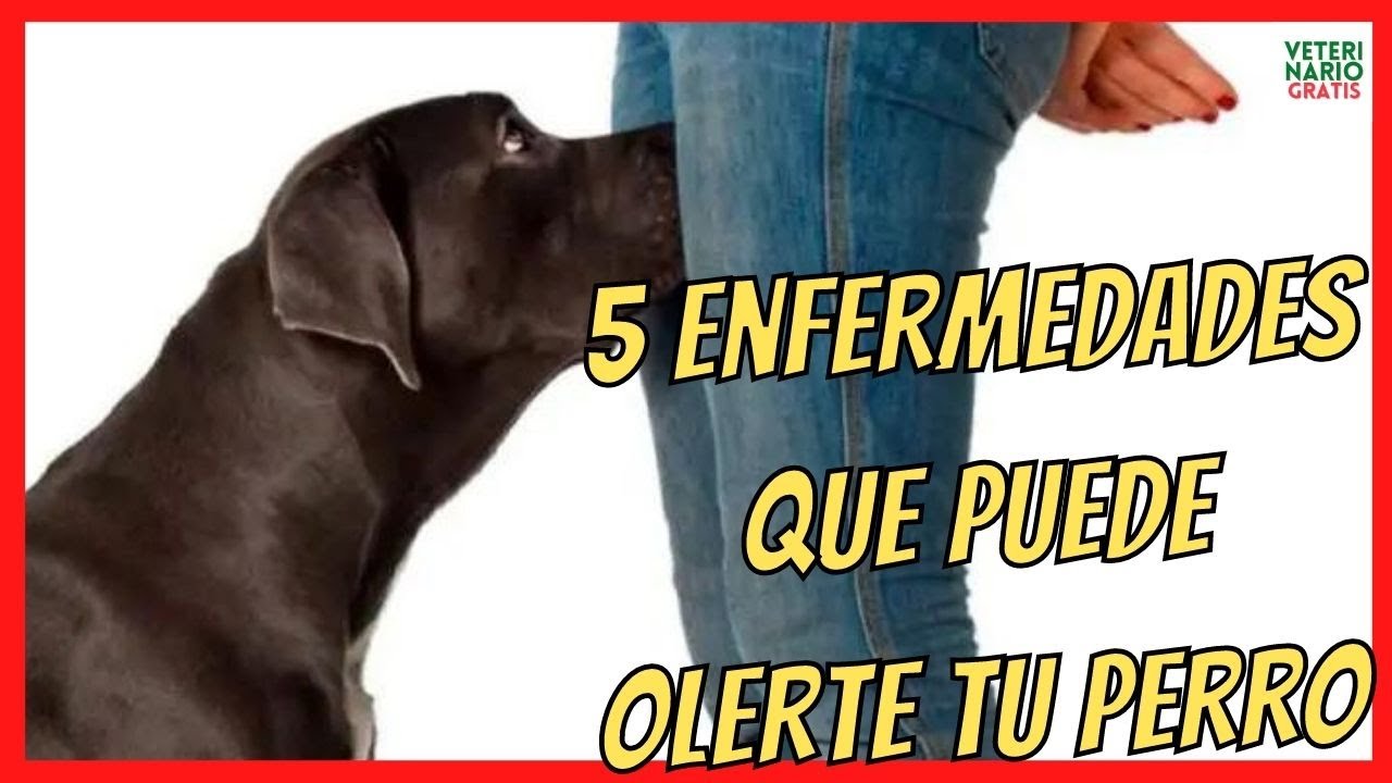🆘 5 ENFERMEDADES QUE DETECTAN LOS PERROS (C&Aacute;NCER, DIABETES, etc) 🆘