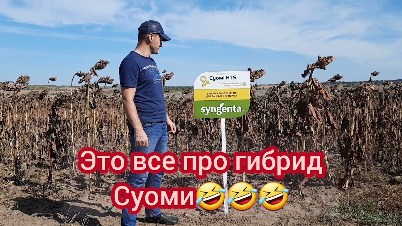 Обзор подсолнечника СИНГЕНТА🌻ВАУЧЕРЫ НА СКИДКУ📣💰
