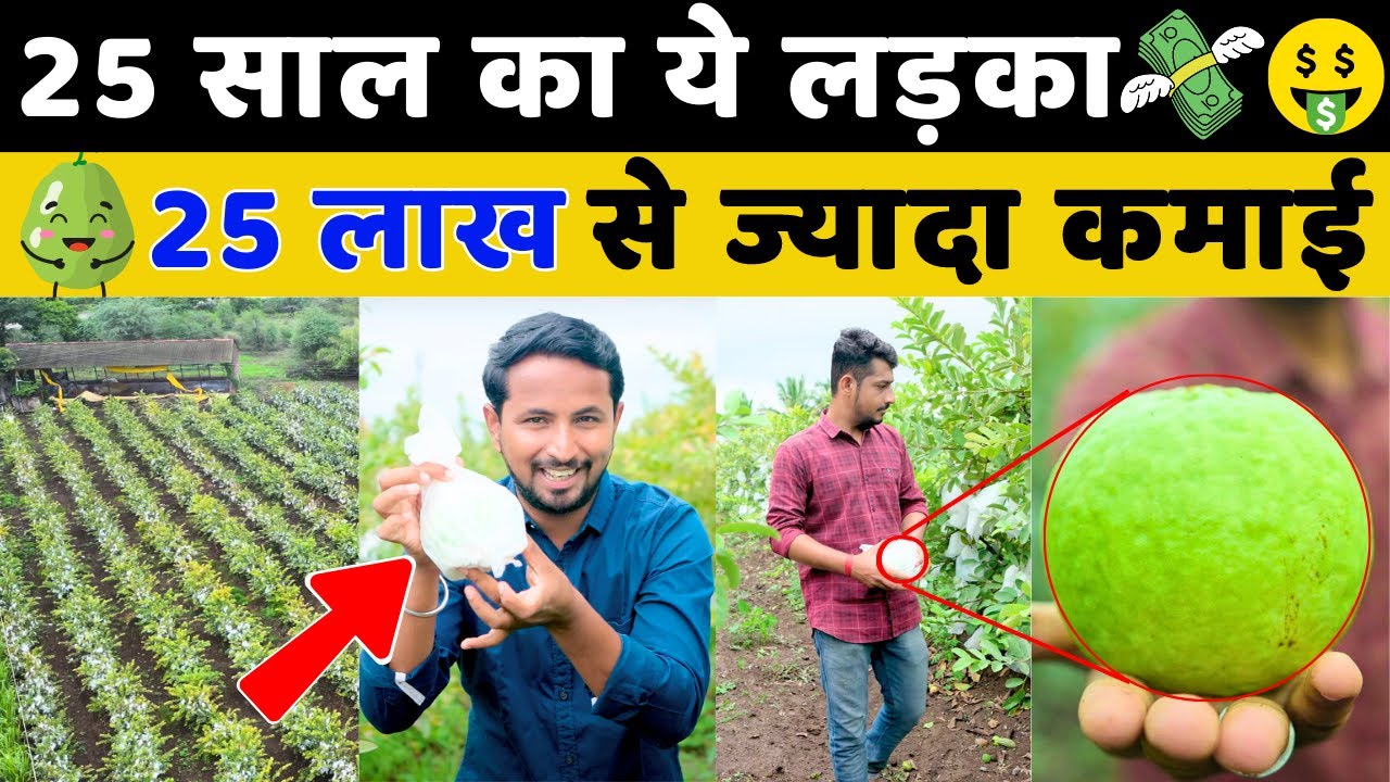 25 साल का लड़का बेचता है '1 Kilo का एक अमरुद' 😱💯🍐 Best of All Guava Farming || Indian Farmer