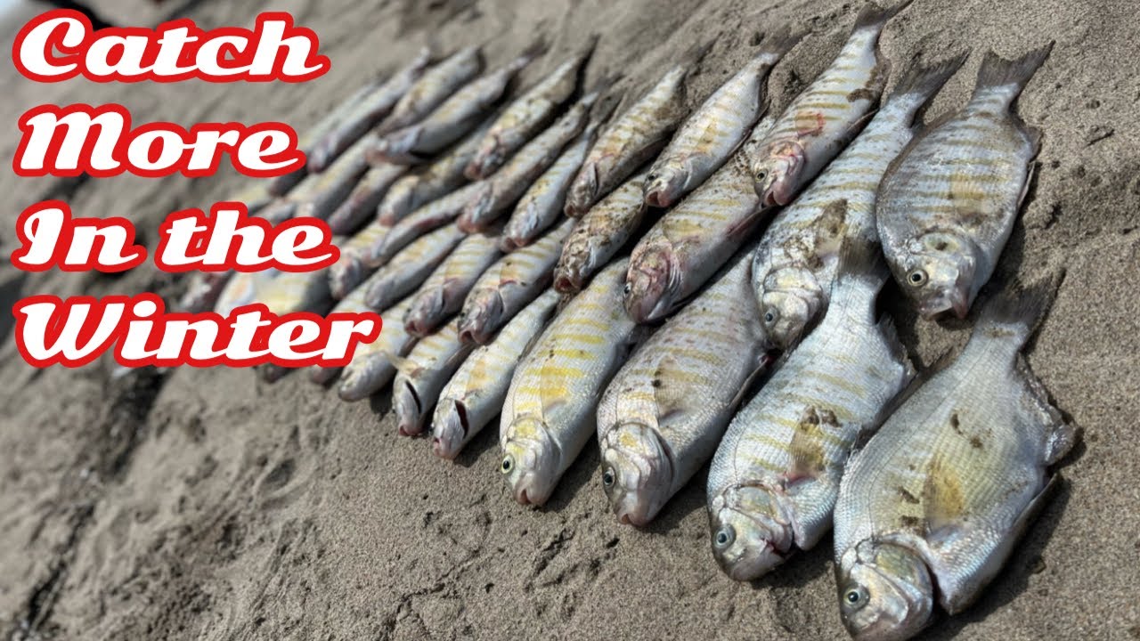 Catch More Surf Perch in the Winter