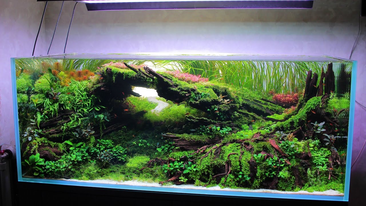 IAPLC 2024 rank 59 | Aquascape 138 cm setup | Акваскейп 138 см, поэтапное формирование