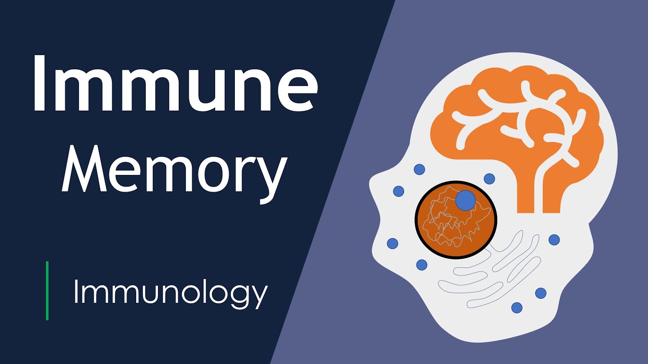 The Science of Immunological Memory | Long-Term Protection | Basic Science Series