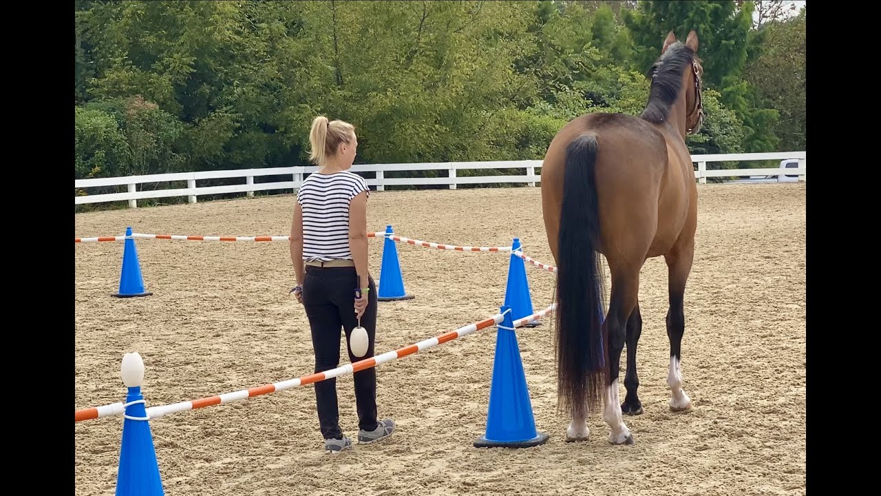 Santino Working on Canter Transitions on the Reverse Round Pen