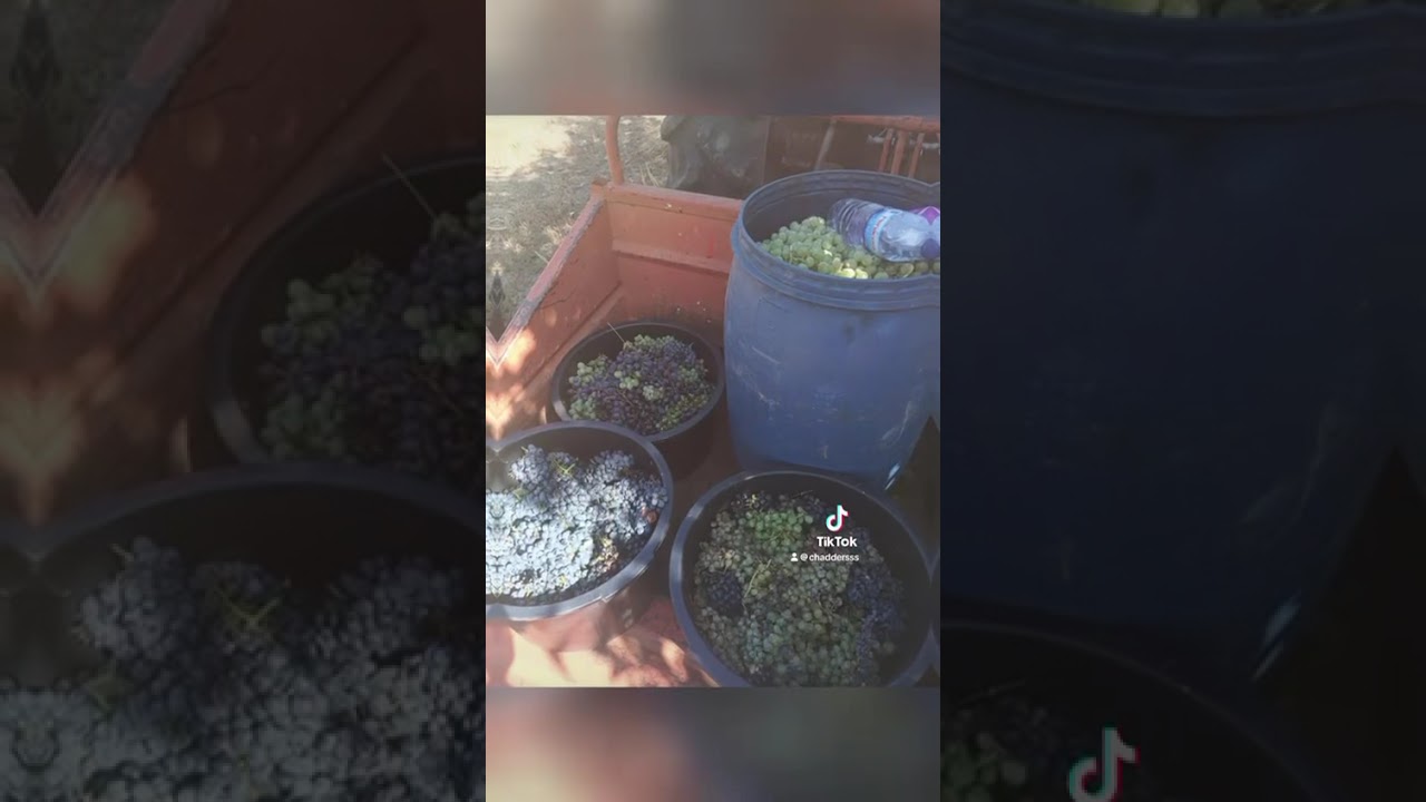 Sunny days&hellip;Harvesting our Grapes at its best #quintachada #wine #portugallife