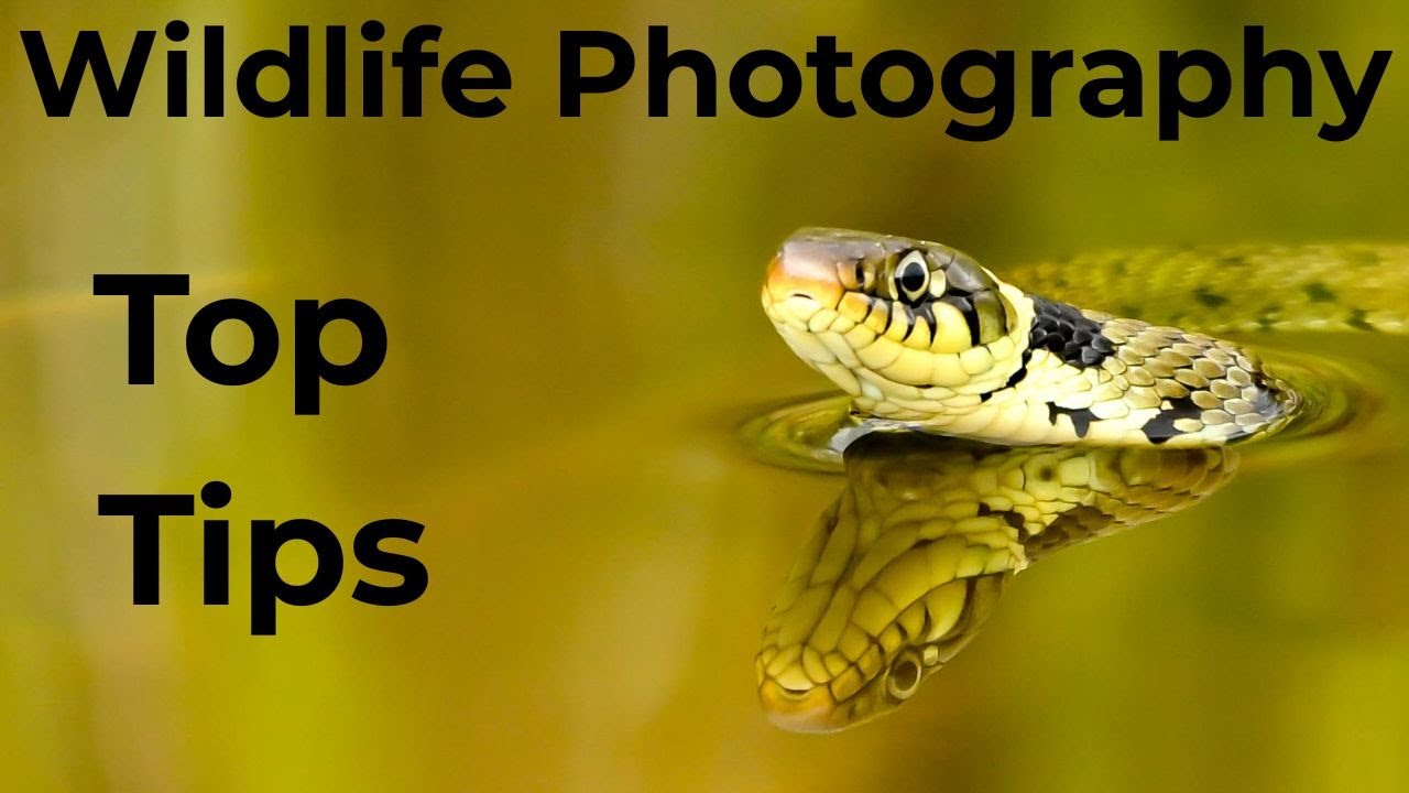 Wildlife Photography Top Tips
