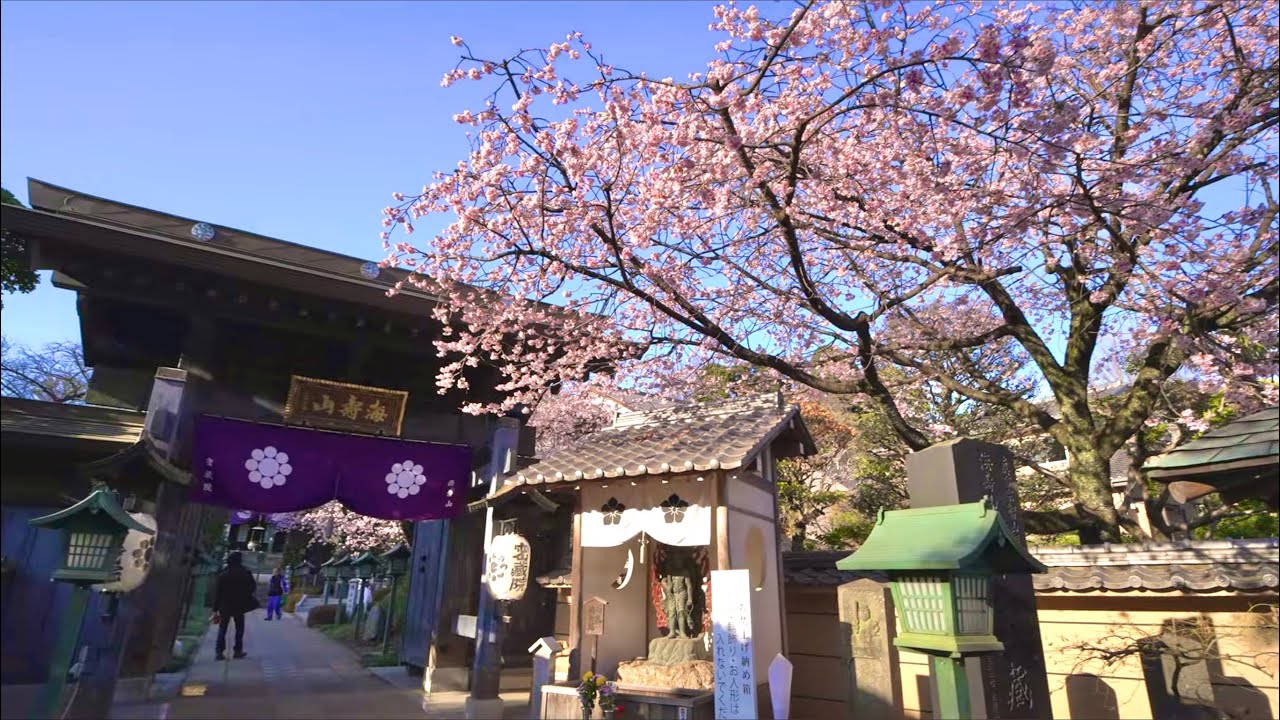 埼玉県川口市 密蔵院で安行寒桜を見ながらお散歩｜2026年3月