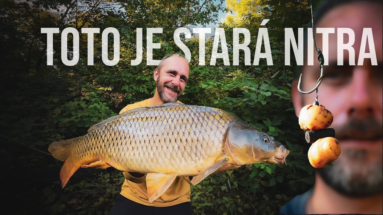 Rieka Nitra, sumček amterický vytláča kapra? - Rieka Nitra, Mŕtve rameno Nitra.