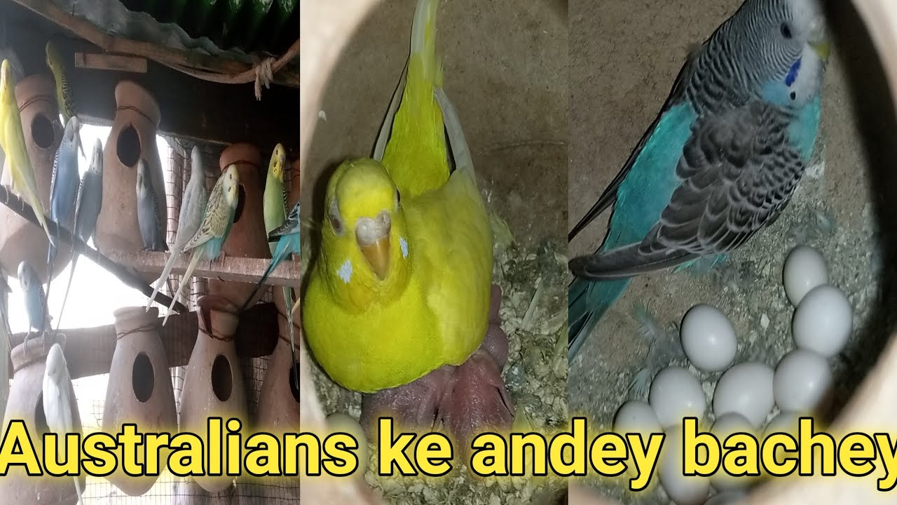Australians ke andey bachey