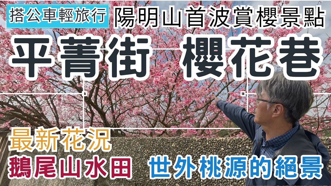 搭公車輕旅行 陽明山 平菁街42巷 ep344『陽明山首波賞櫻花景點 | 平菁街42巷 櫻花盛開了!! | 世外桃源 鵝尾山水田 | 九龍粉圓豆花』