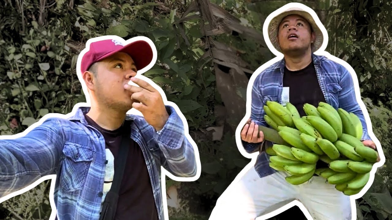 FUI A CORTAR UN RACIMO DE GUINEO A MI TERRENO 🍌🍌
