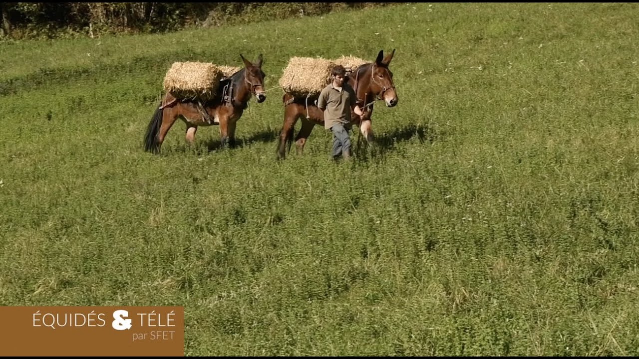 La mule des Pyrénées