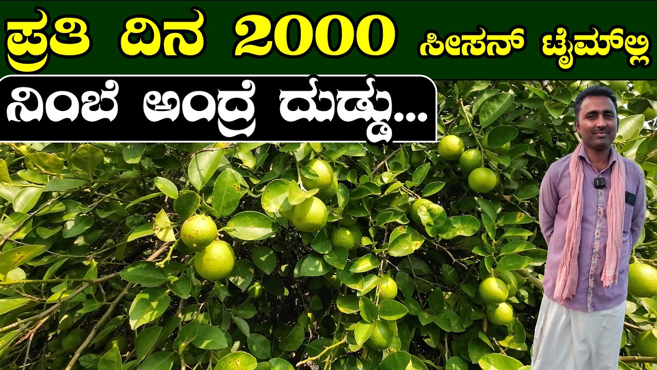 ಪ್ರತಿ ವರ್ಷನು ಆದಾಯ ಇದ್ದೆ ಇರುತ್ತೆ ? Lemon farming