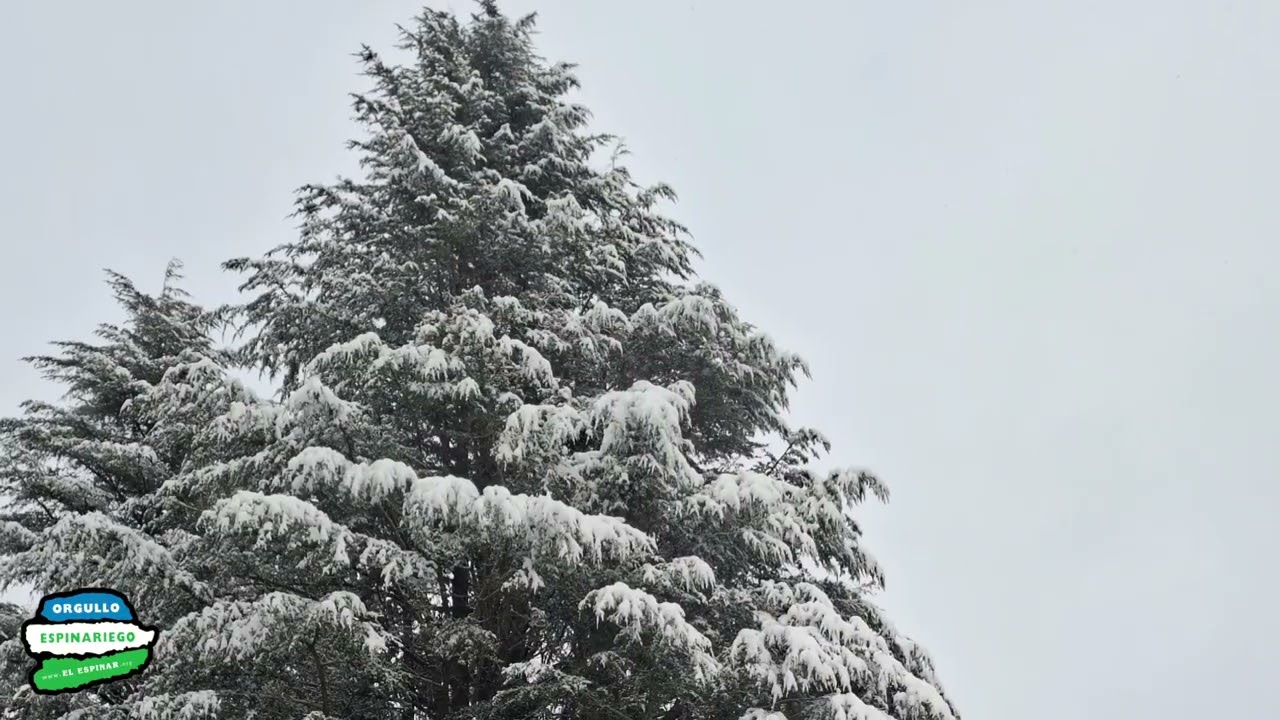 Nevadas de San Antón 2026 - EL ESPINAR 