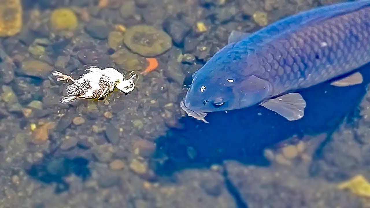 Трагедия Потерянный утенок