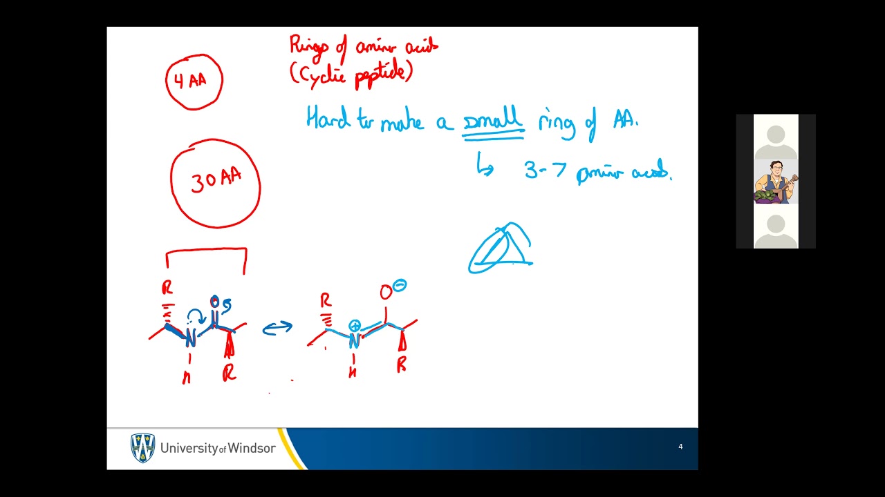 2021 11 29 Cyclic peptides pt 2