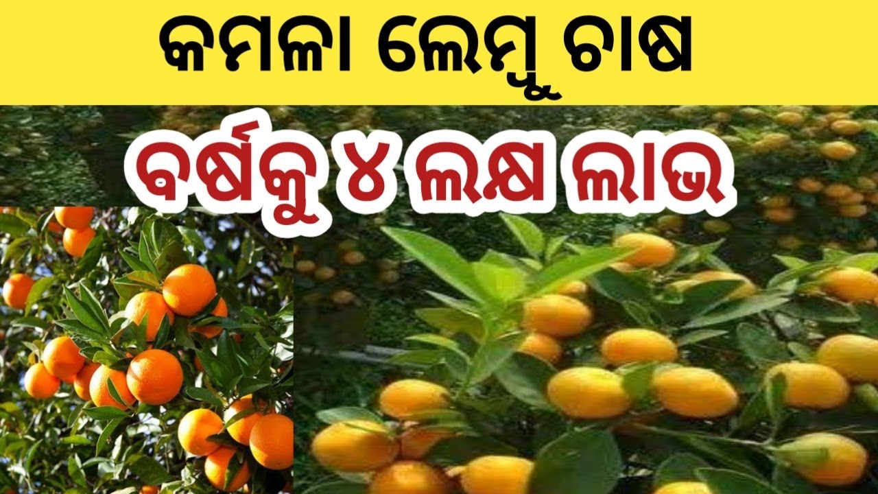 Commercial Orange & Guava Farming Odisha | Organic Fruit Farming |  Commercial Agriculture in Odisha