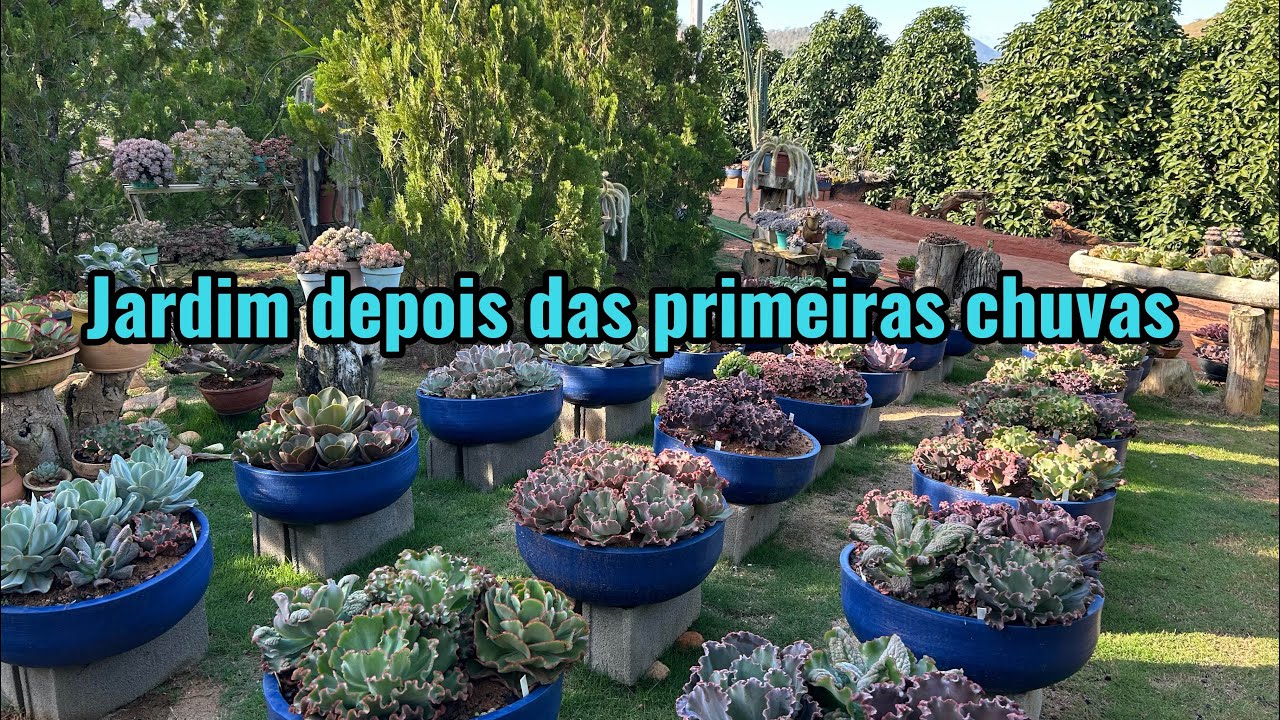 Após as primeiras chuvas as plantas do jardim agradecem 