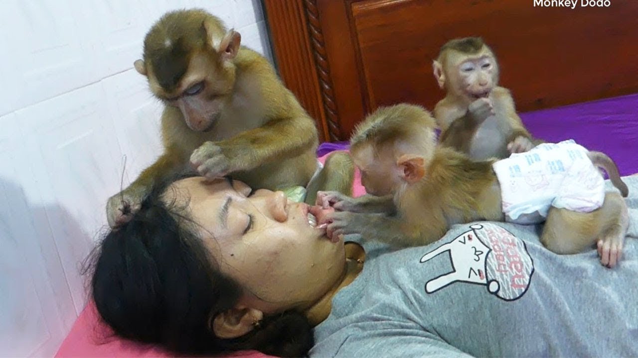 3 Little Monkey Not Sleep But Want To Take Care Mom, Moly Checking Mom's Teeth And Kiss Mom So Sweet