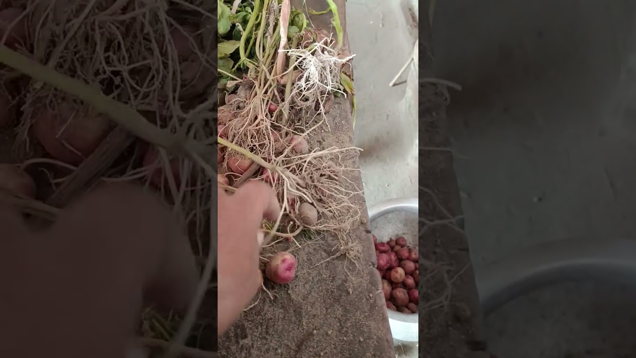 কথাগুলো তেঁতো হলেও সত্যি পারিবারিক সাপোর্ট ছাড়া কোন কিছু হয়না❣️ হাতেগোনা কয়েকজন বাদ শুধু। 