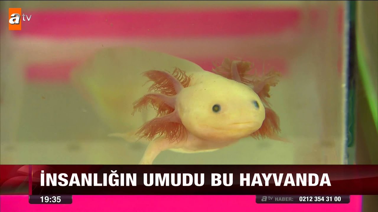 İnsanlığın umudu bu hayvanda - atv Ana Haber