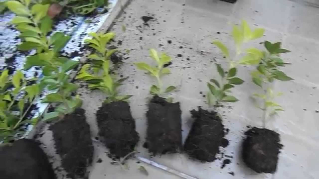 Como fazer a Estaquia, passo a passo e dicas sobre cultivar