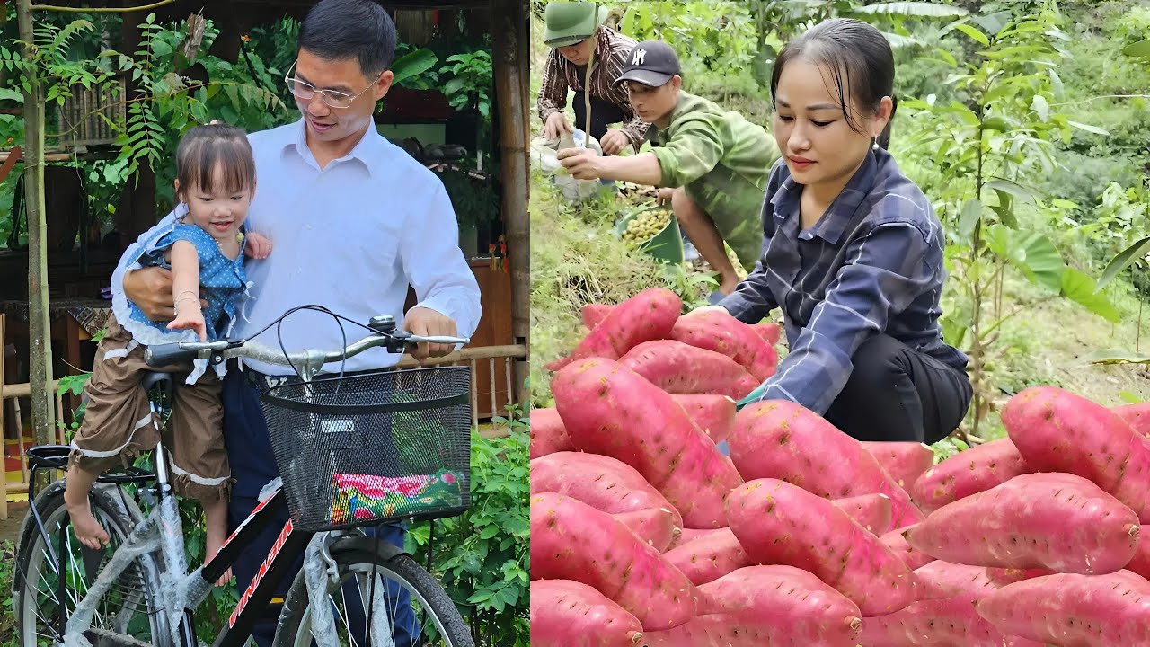 Harvesting Sweet Potatoes for Sale at Market | Cooking from Sweet Potatoes | Ly Phuc An