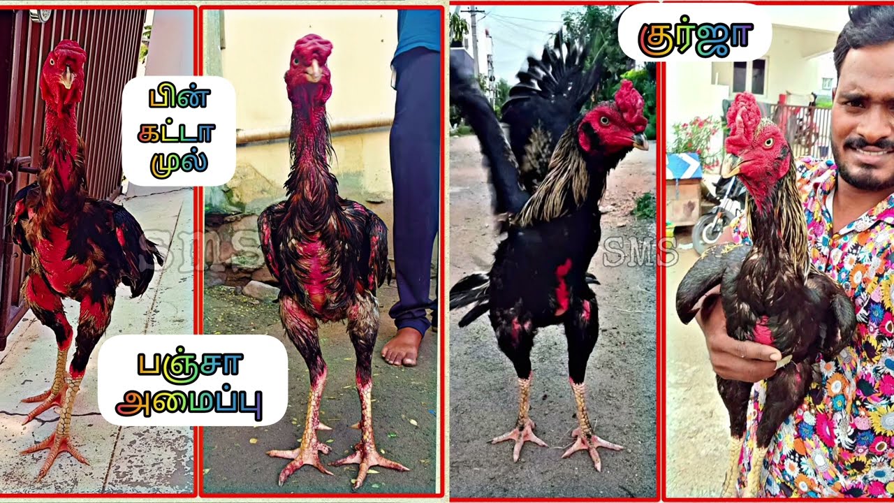செ தி ல் ப ஞ் சா வ ரி சை ய மை ப் பு பி ன் கட்