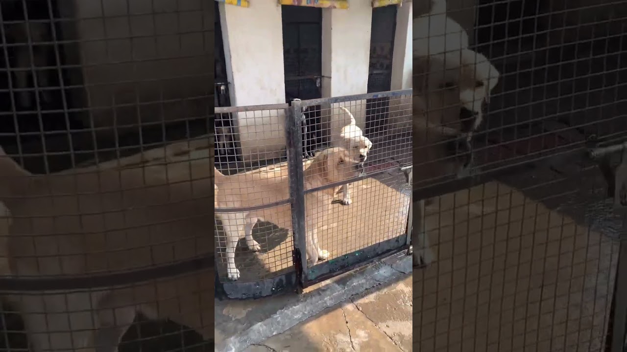 Labrador kennel