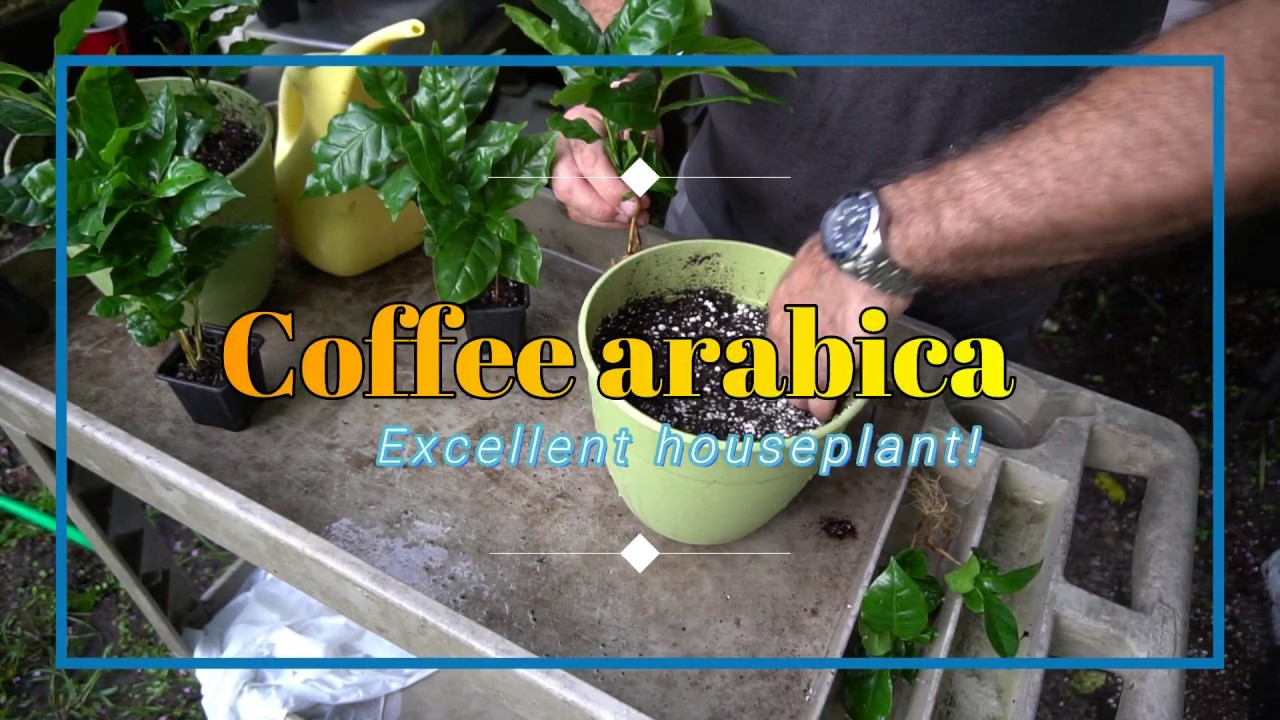 How to grow Coffee seedlings. Roots, planting care and more