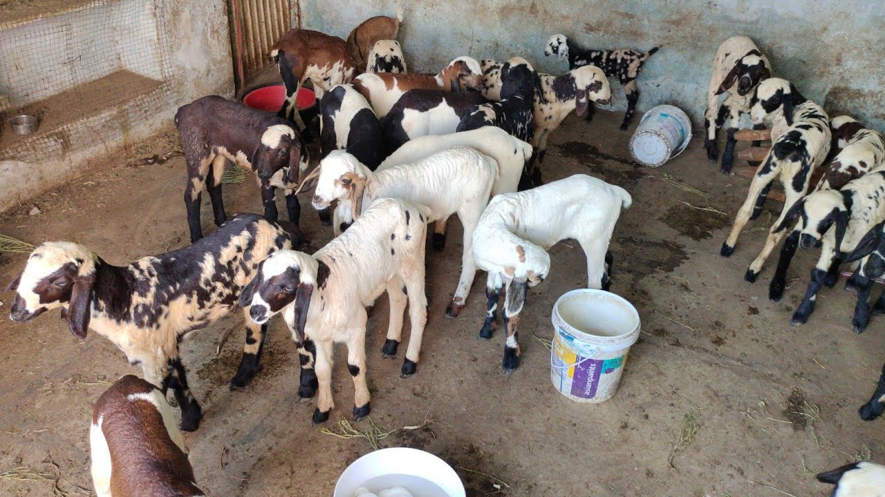 macherla baby sheep in Hyderabad | Telangana baby sheep near ziaguda market