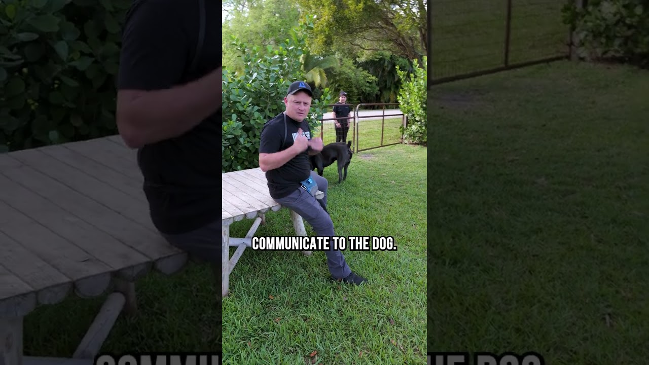 The Proper Way to Greet a Guard Dog
