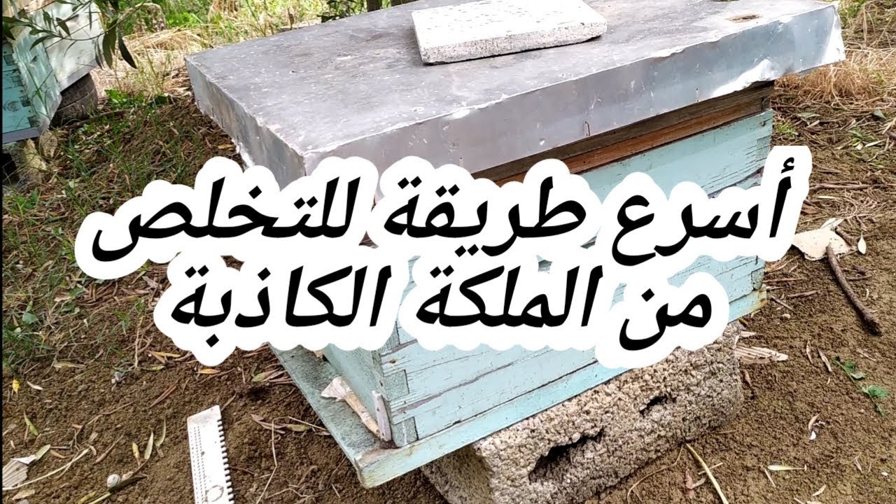 أحسن وأسرع طريقة للتخلص من الملكة الكاذبة