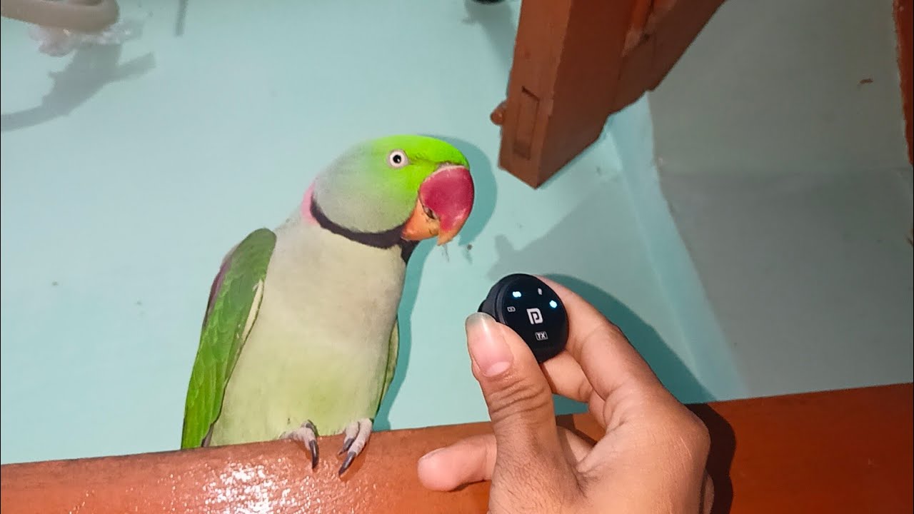 मिट्टू को लगाया माइक देखो क्या बोला 😂😂