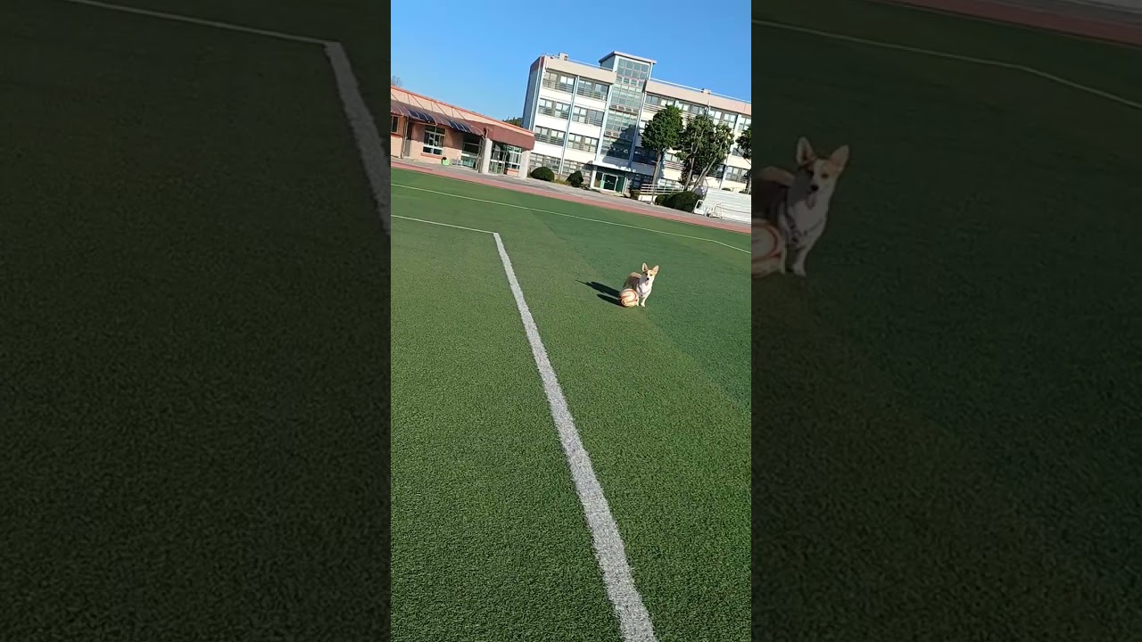 우민이네 쿠키 2살 2개월