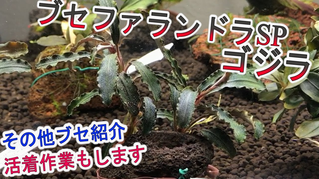 【アクアリウム】ブセファランドラSPゴジラを購入！その他ブセ紹介！最後にとっておきの水草も・・・