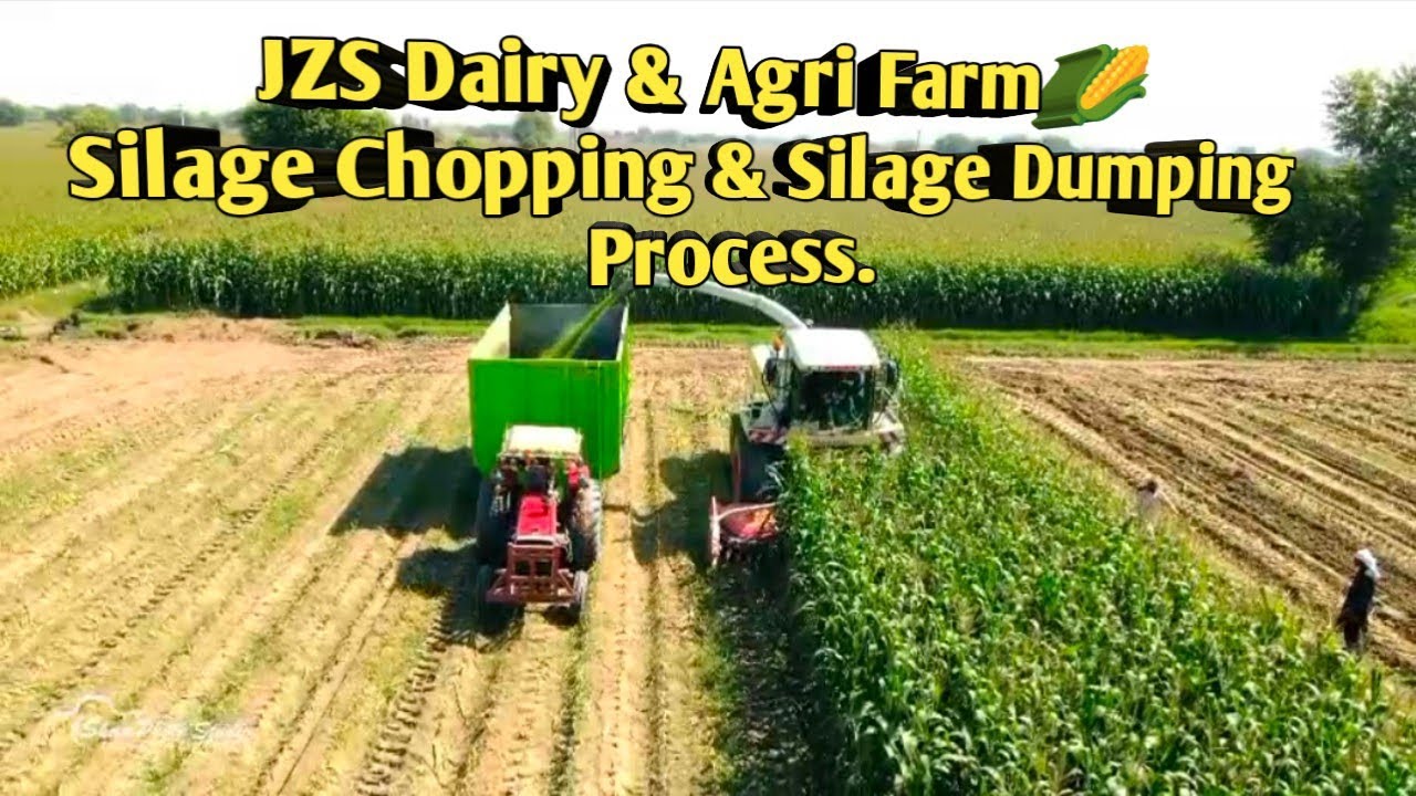JZS Dairy & Agri Farm 🌽Silage Chopping & Silage Dumping Process Complete silage making procedure.
