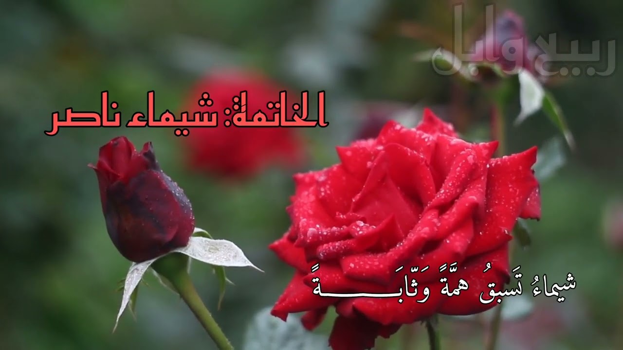 ربيع وابل | النشيد الختامي لحلقات وابل لعام ١٤٤٦هـ | كلمات: منتهى عصام | إنشاد: ياسر العجيلي