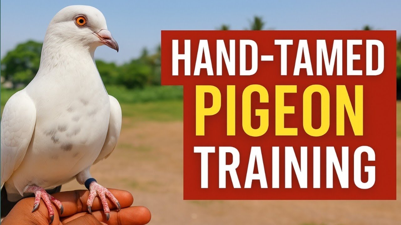 Hand tamed pigeon traning कबुतर को हाथ पर केसे लगाऐ 🕊️...