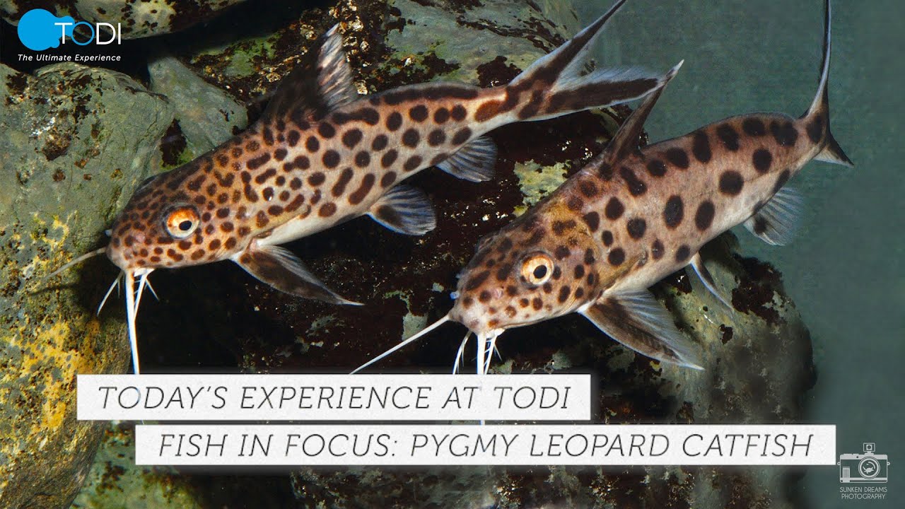 TODI Fish in Focus Pygmy Leopard Catfish