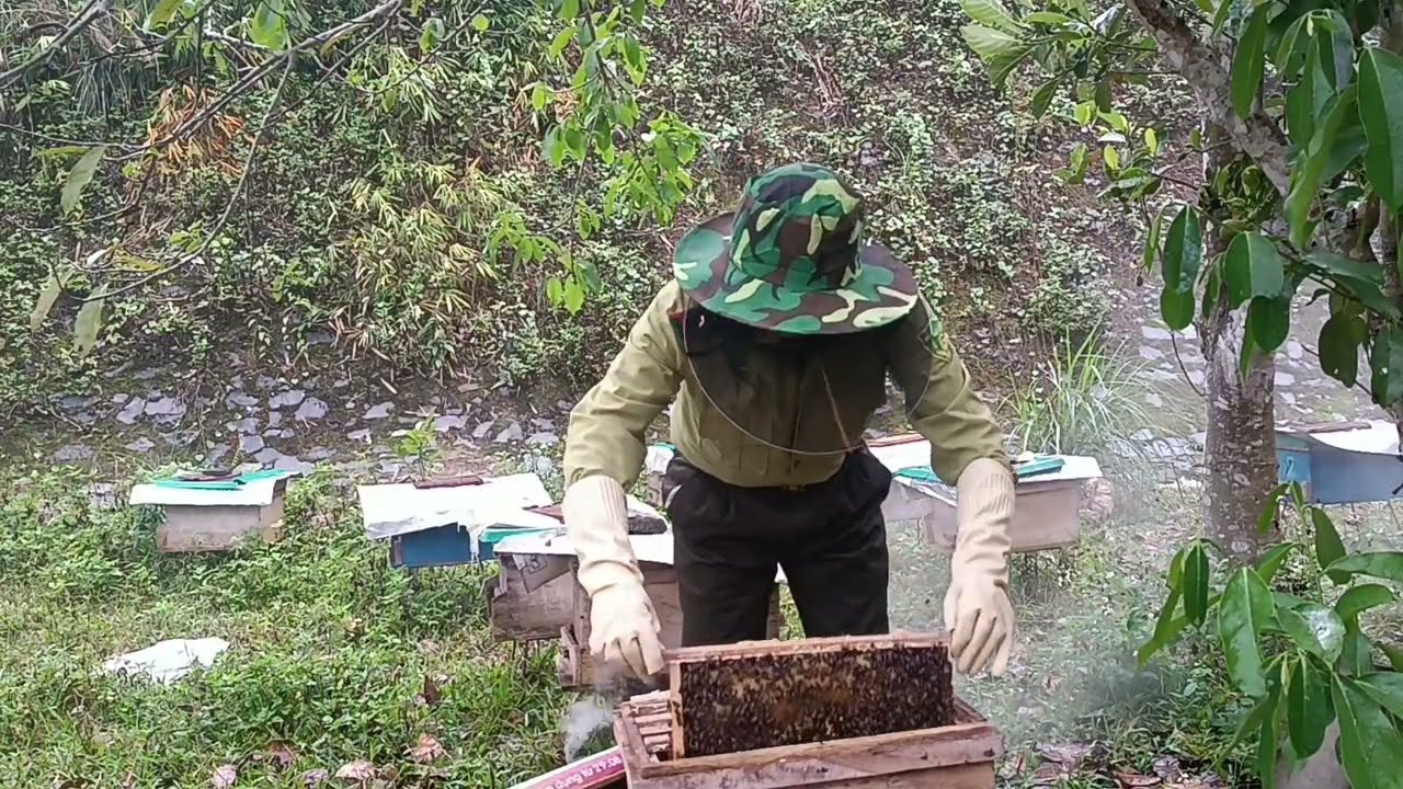 Người nuôi ong cần biết sắp vào vụ mật 
