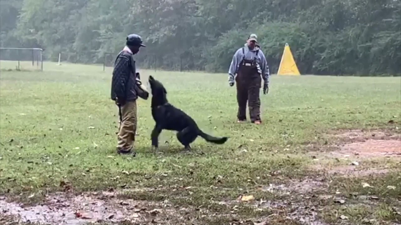 How to become a certified IPO - IGP - Schutzhund Helper (Decoy)