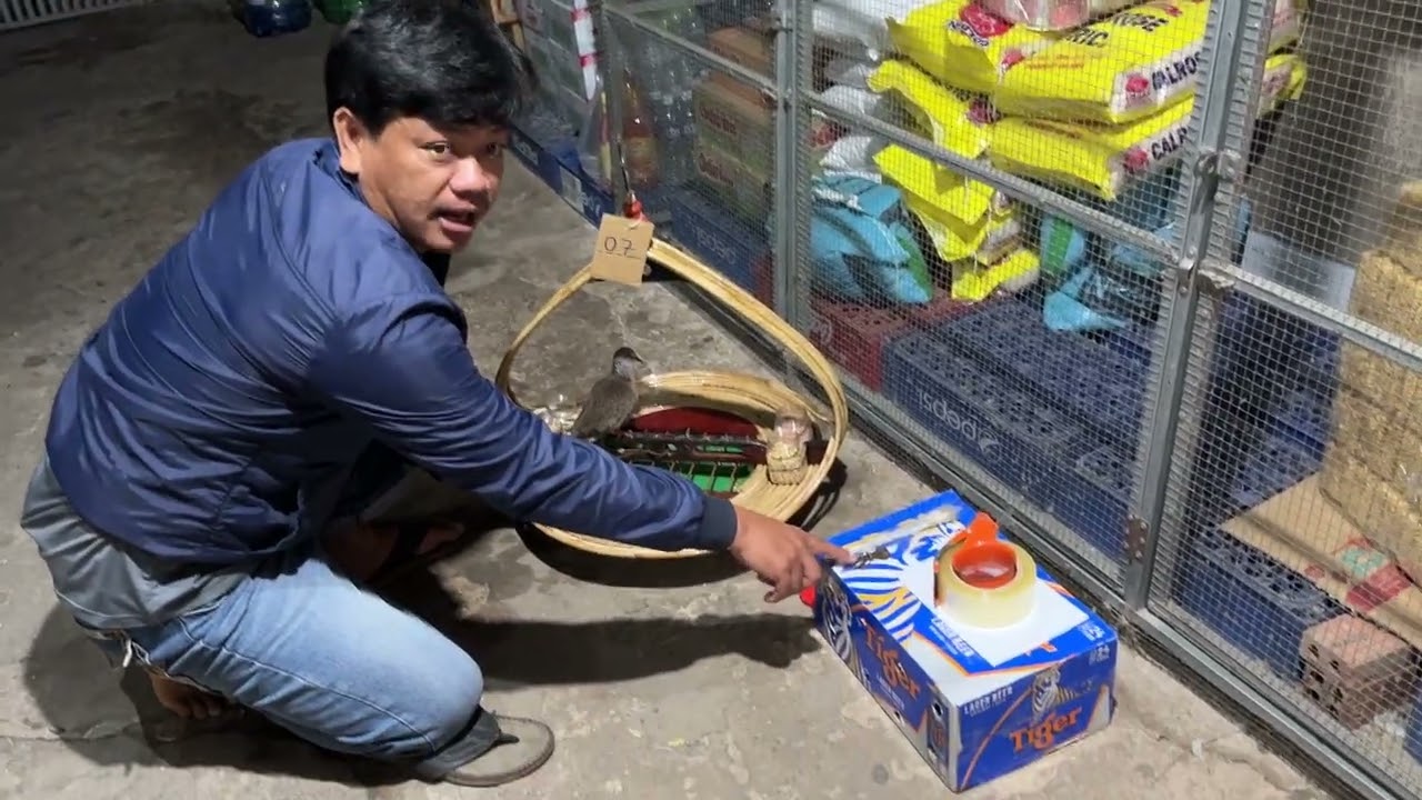 Chim trống và mái về Bạc Liêu