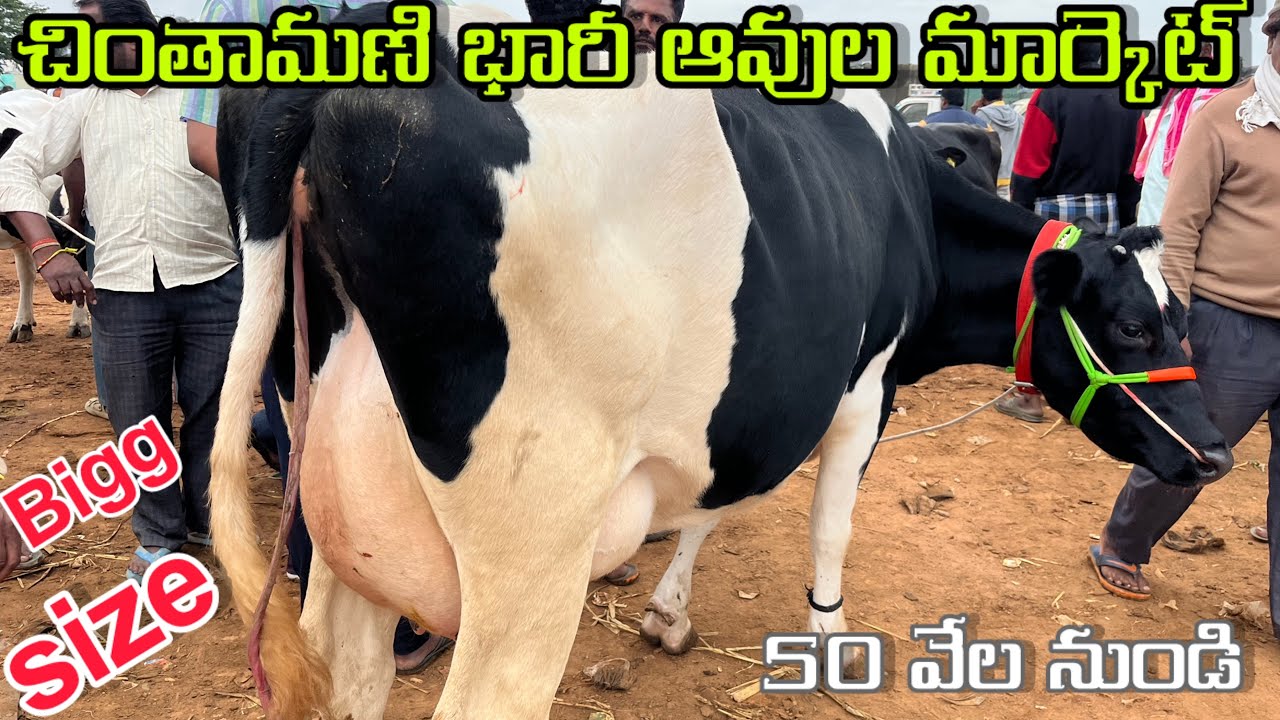 Cow market chintamani 🔥🐄