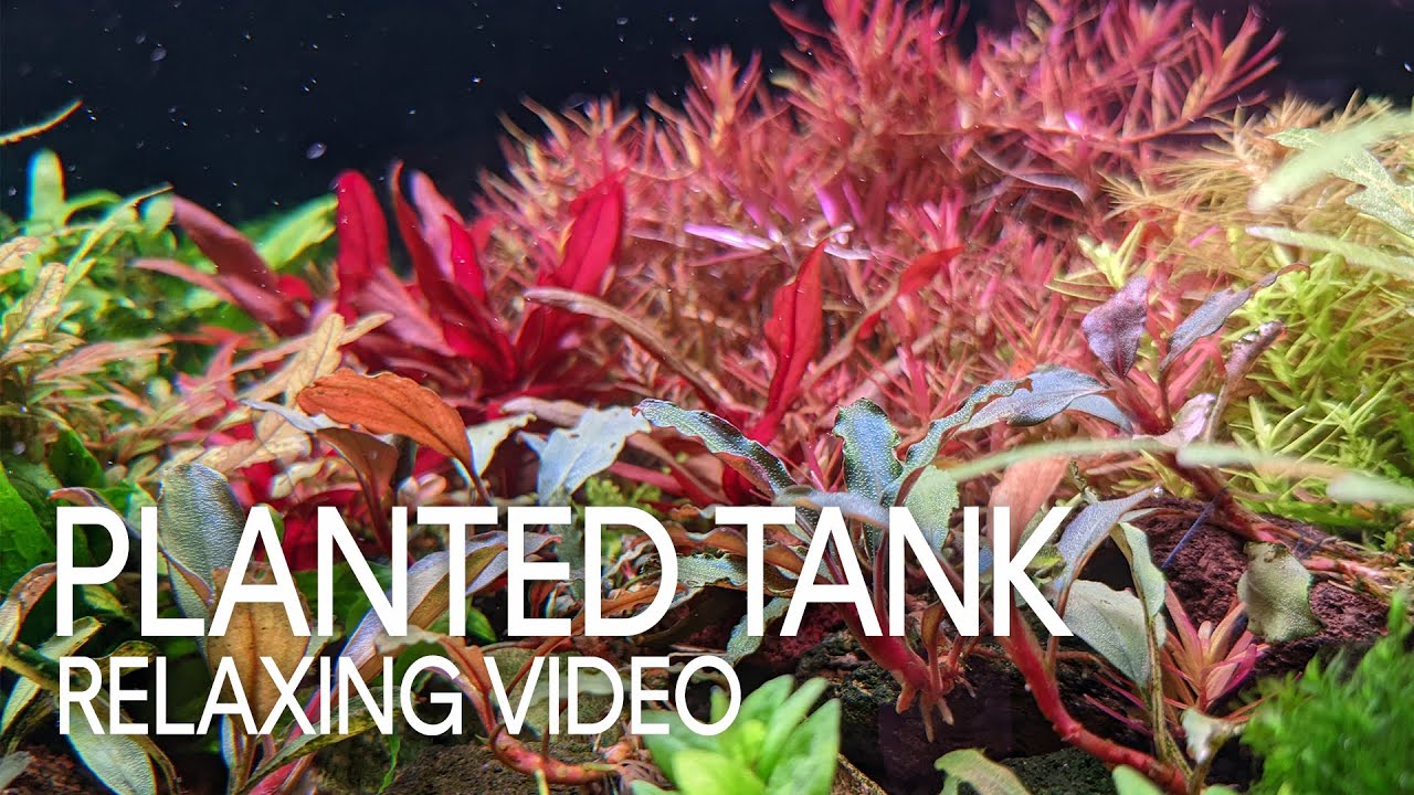 Relaxing Planted Tanks
