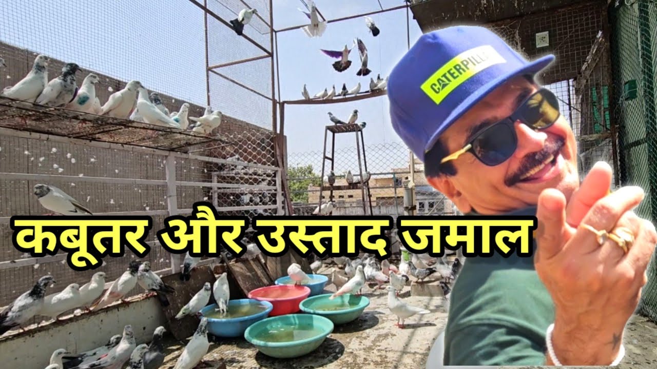 Kabootar Hi Hai  Mairi fitness Ka Raz|Pigeon Lover|Ustad Jamal Khan