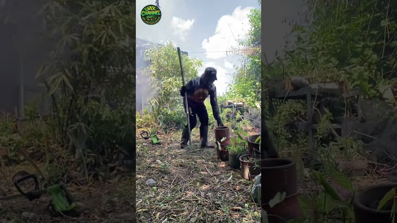 Free lawn mowing services