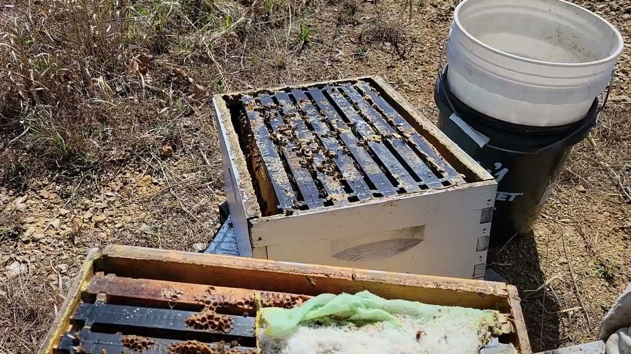 Selecting breeder queens March 2022
