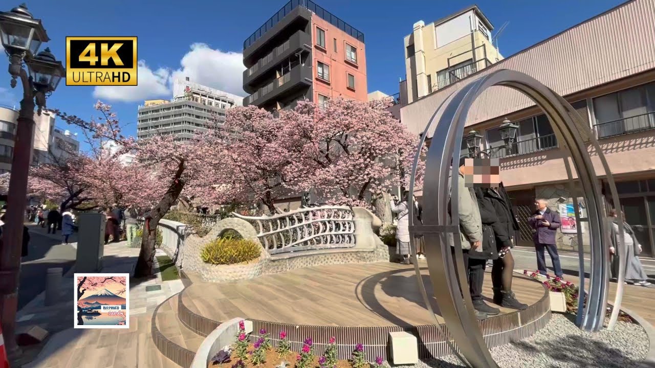 🌸🌸Atami Sakura: Japan’s Earliest Winter Cherry Blossom. 🌸🌸🫶