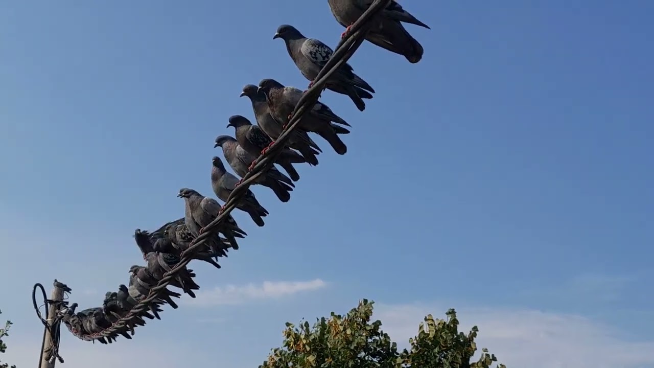 monogamous pigeon's greeting